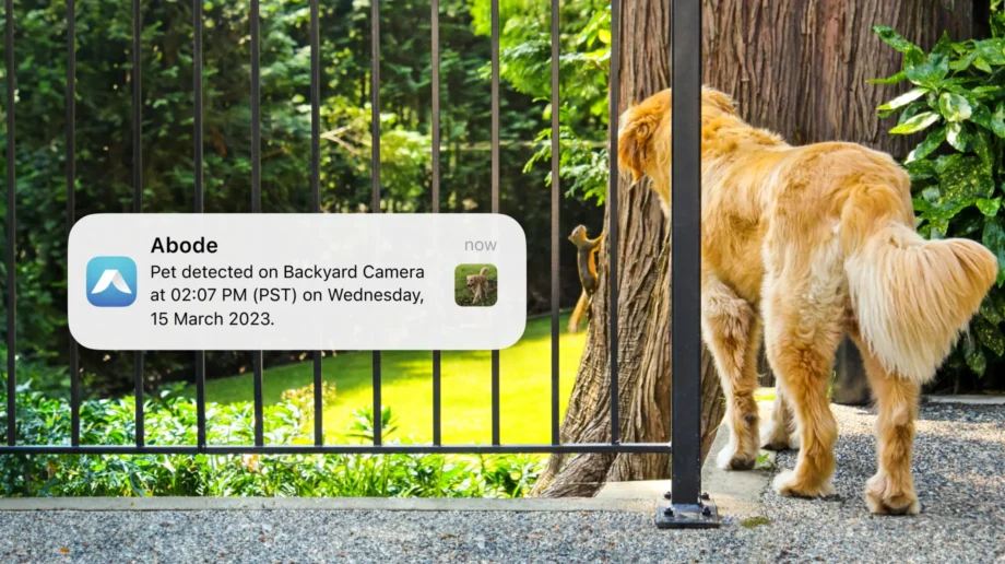 Pet Detection